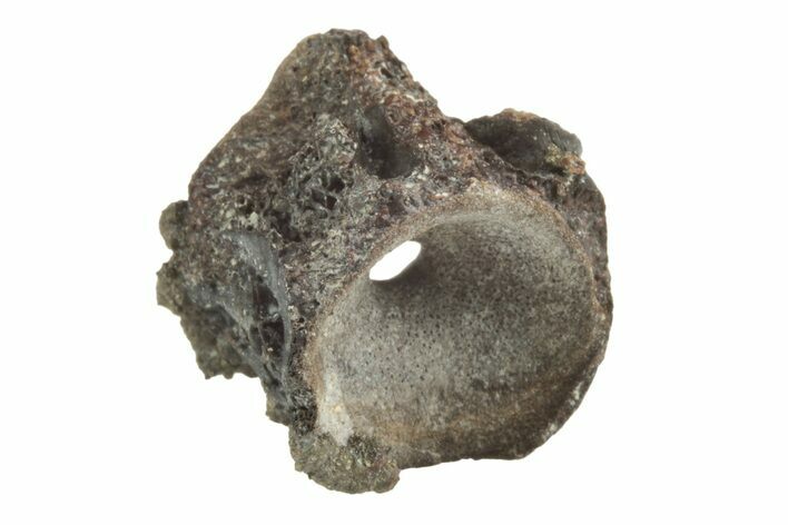 Permian Reptile Vertebra Fossil - Oklahoma #213241